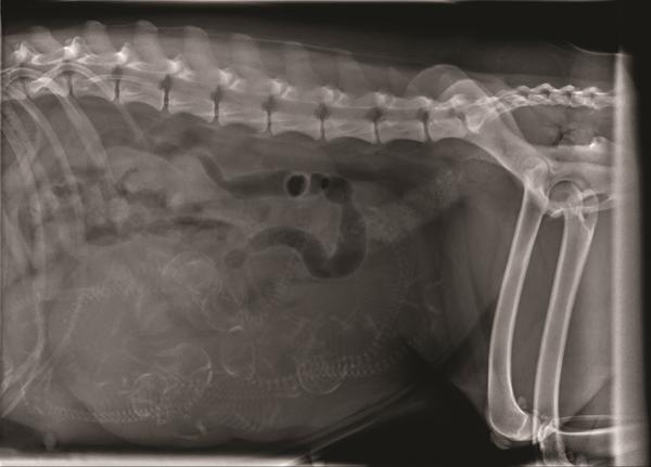 Røntgen - hvor mange kan i se?