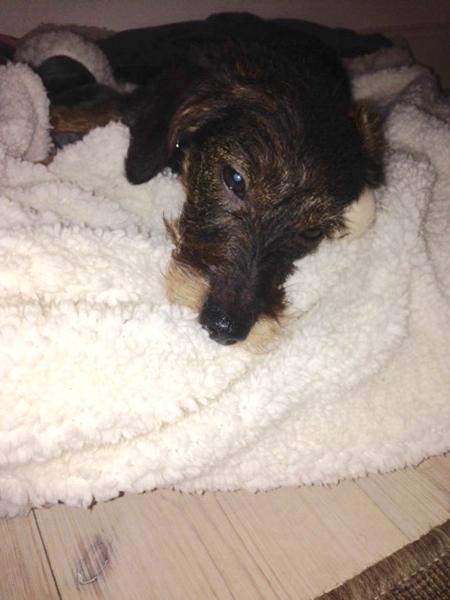 Teenage hunden Agnes.