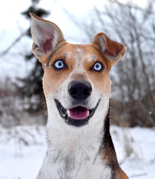 hunde i sne - billedtråd