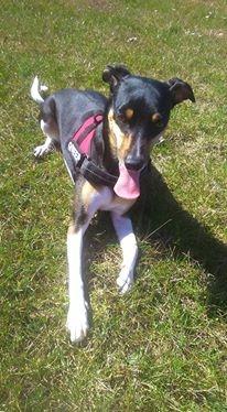 SØSKENDE DANSK SVENSK GÅRHUND 2012