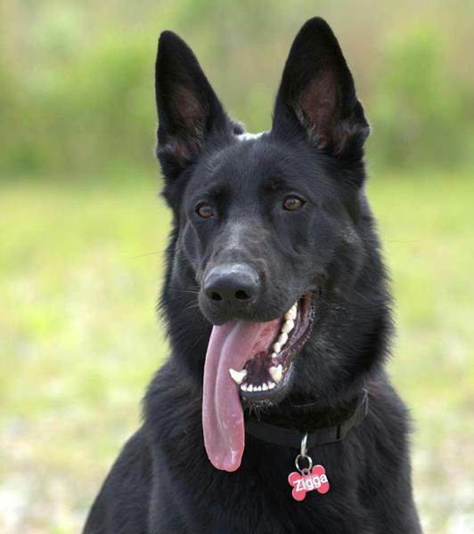 Undervisning/træner ipo