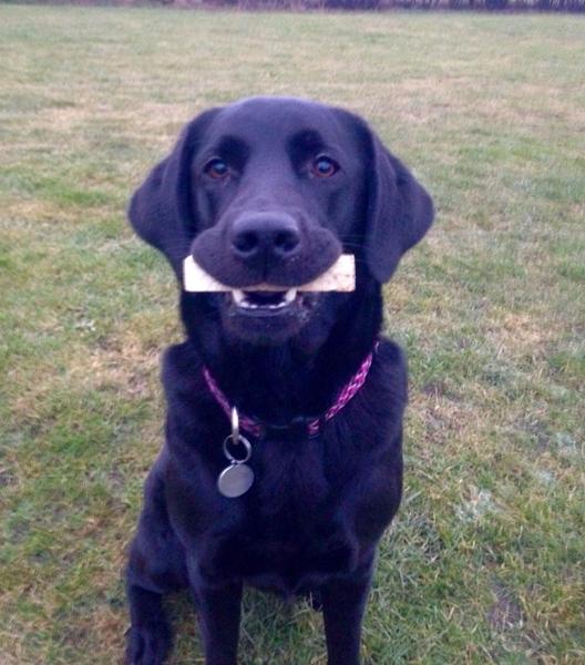 LP Næseprøve - Et roligt søg