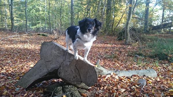 Lille hapser på gå tur