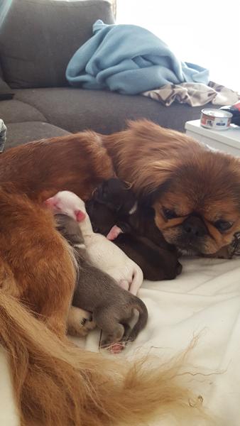 søde hunde til leg/socialisering sjælland