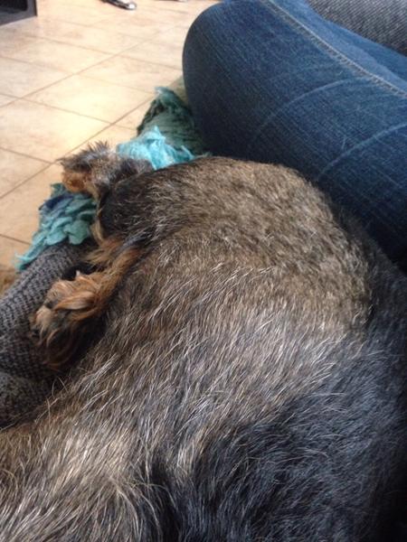 Det tætteste i kan komme på HVALPESPAM indtil videre...