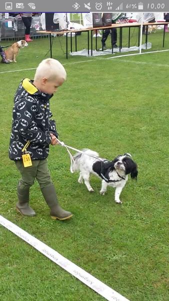 boomer hanhund søges hvor er de ??