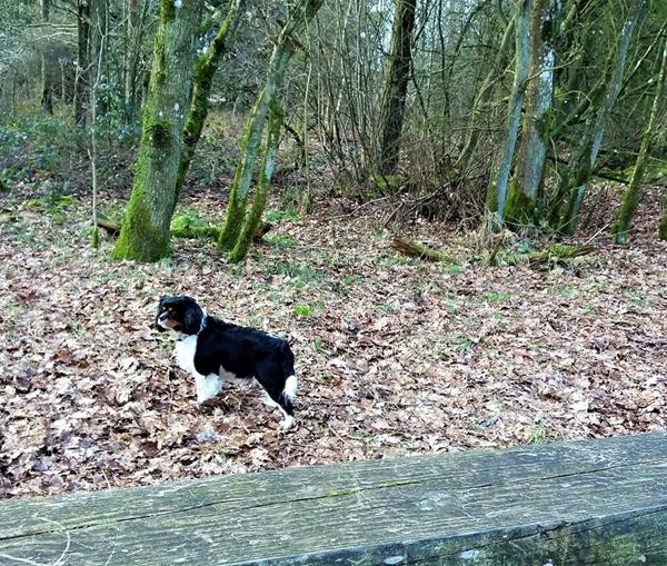  Agersbøl`s Isabella - familie ?