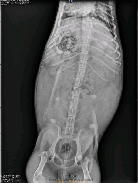 Det første hvalpebillede!