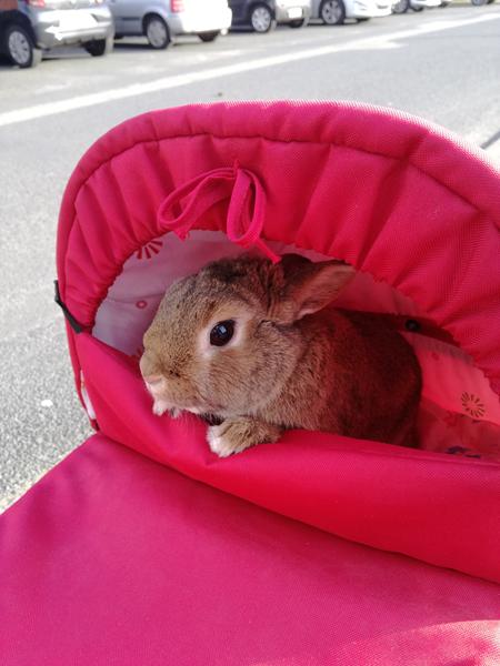 Kaninen er IKKE en baby