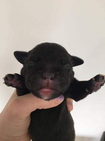 Hvalpetråd - på Anyas opfordring :-D