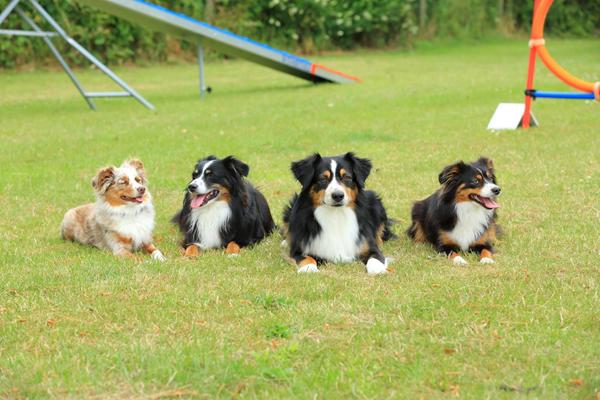 Mini Aussie (Miniature American Shepherd) er nu NKU godkendt