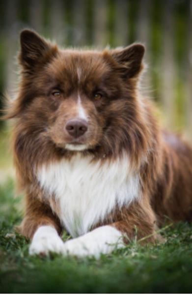 Chokoladebrun islandsk fårehund?