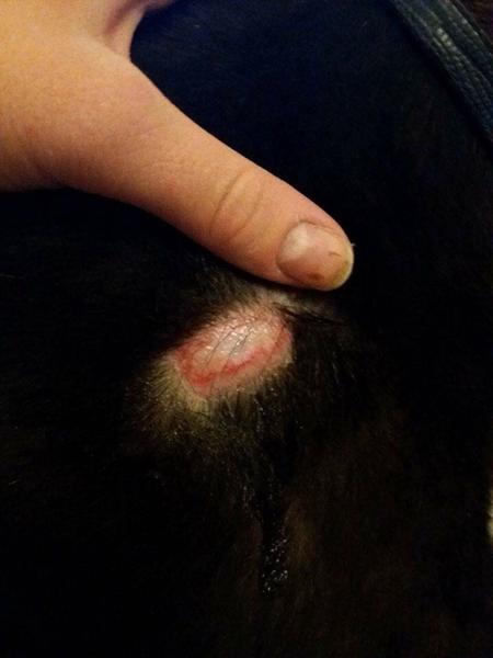 Sår?.. Set det før?