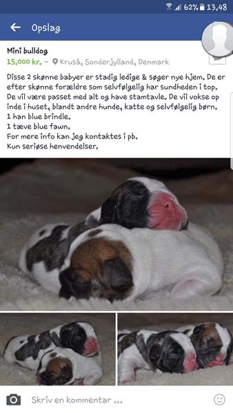 Mini bulldog? 