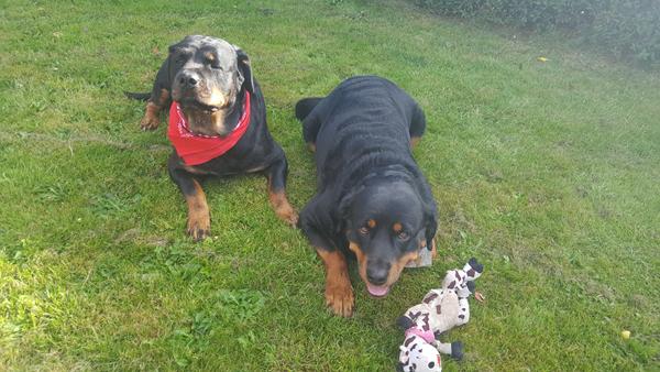 gode råd til hund med hd