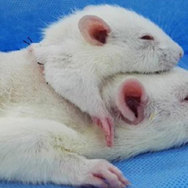 Unødige dyreforsøg.