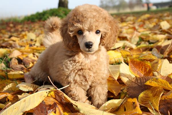 Stem i Maxi zoo kalender 2018 konkurrence
