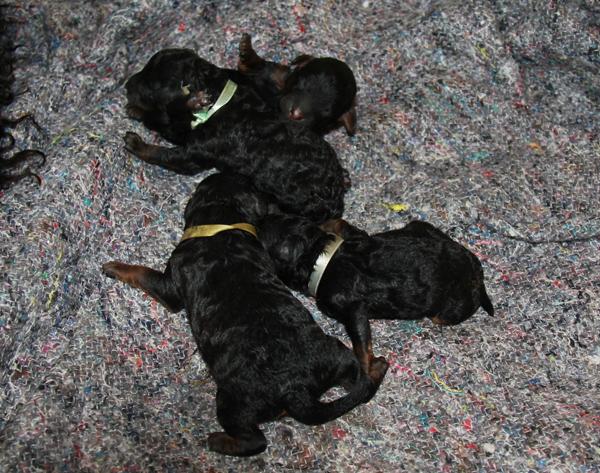 A kuldet er kommet til verden 