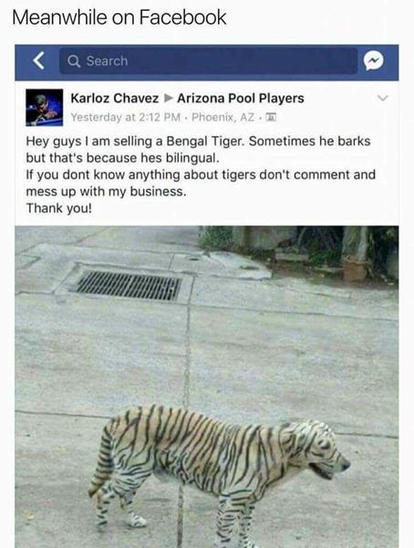 helt nu form for designer hund 