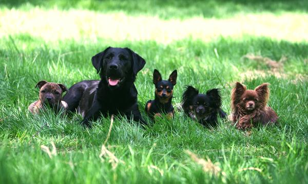 Fem hunde i hundeskov