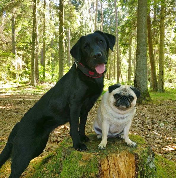 At opdrage på andres hunde 