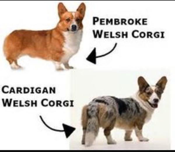 Forskellen p  welsh corgi cardigan  og pembroken Skrevet 