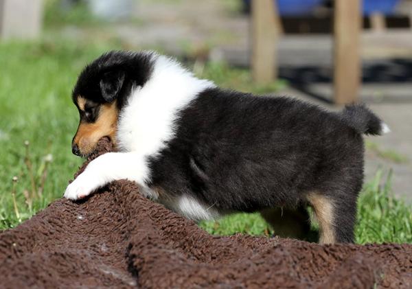 Dyrekassen DK: Sygeforsikring, hund total eller hund total +?