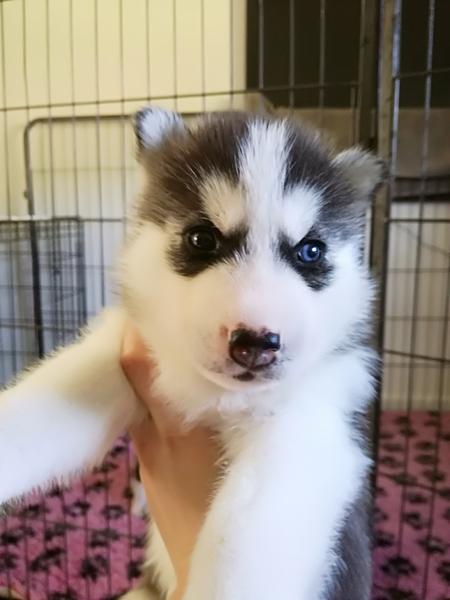 Hjæææælp (stambogsnavne)