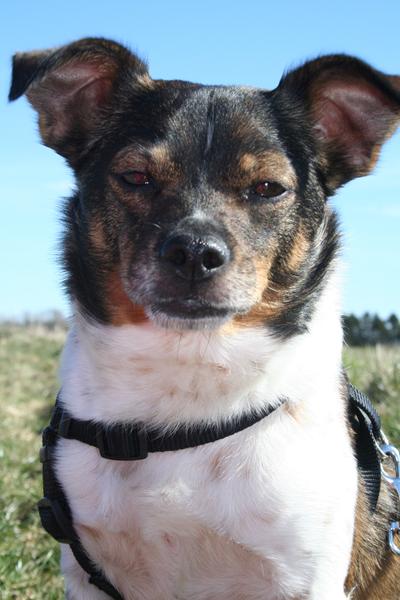 Vil i give Nolle et velkommen til? :)