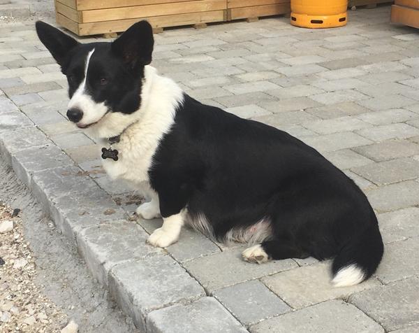 7 dage til Fie har termin..