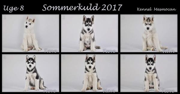 Så fløj de fra reden (huskyhvalpe)