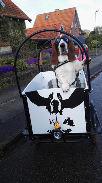 Se, min hund cykler - the coolest basset on the block ;)