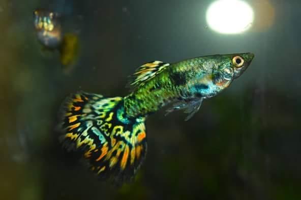 salg af guppy- hvor?