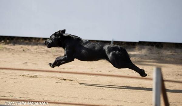 Labrador kan flyve!