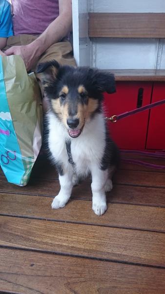 Hvad gør folk med fuldtidsjob og hvalp?