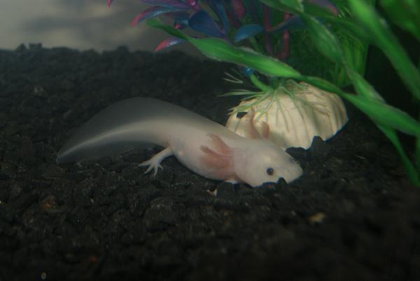 Navn til Axolotl. :)