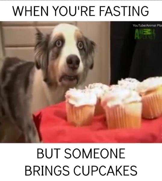 Skal hunde nu faste igen?