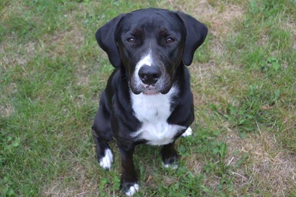 Hund er bange for høje lyde