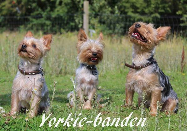 Så er Yorkie-bandens fremtid afgjort.