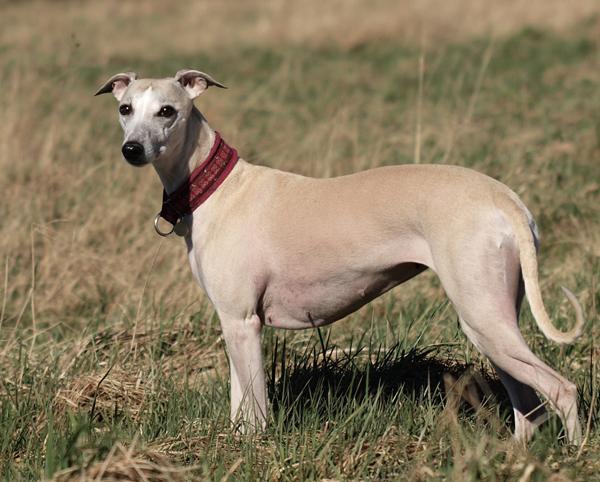 Ghinis, vægttab med ny strategi.