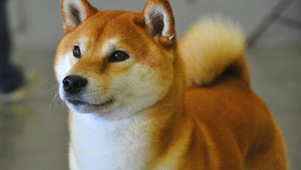 Shiba Inu Pris i DK