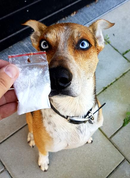 Alternativt fund i søg