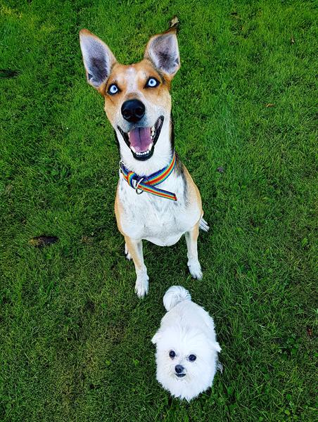 Dine hunde og sundhed 