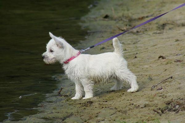 Chili første svømme tur 