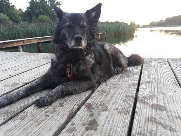 Trist nyt om Sølvrøven aka Keesha :'( 