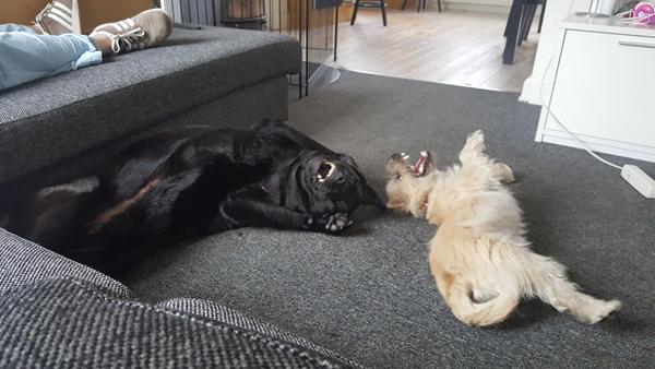 Hvem er din hunds bedste ven?