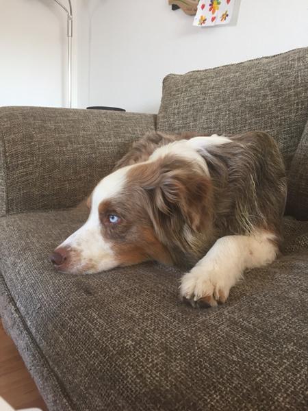 Meget træt Milo. Hvad ville I gøre?