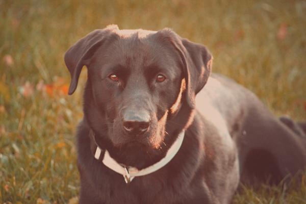 Min hund går amok!