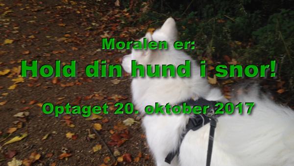 Moralen er: Hold din hund i snor!