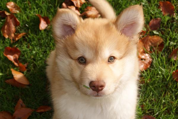 Farvel Keiko, Velkommen Ollie 